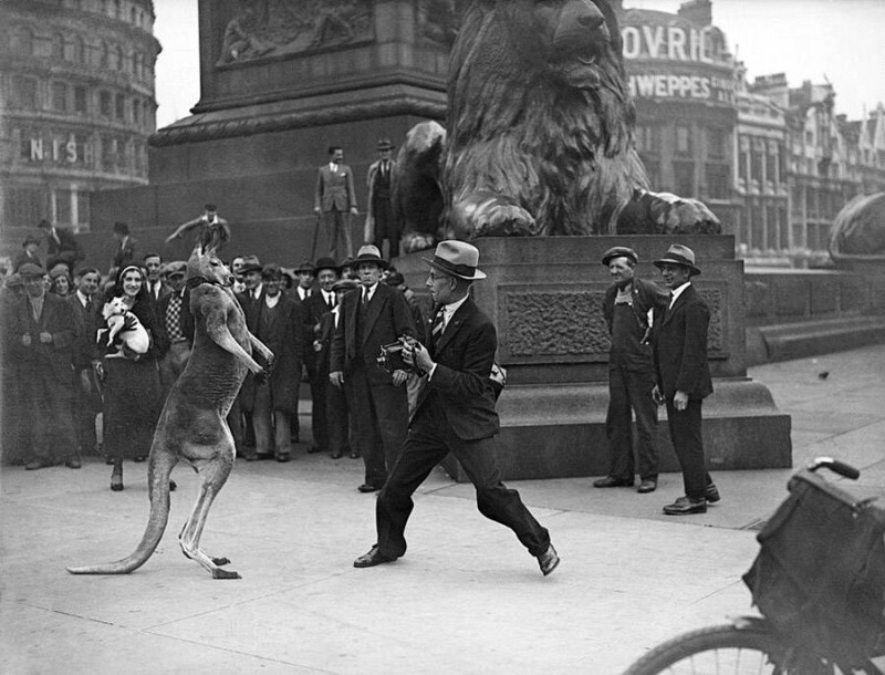 Дрессированный кенгуру на лондонской Трафальгарской площади, 1931 год.