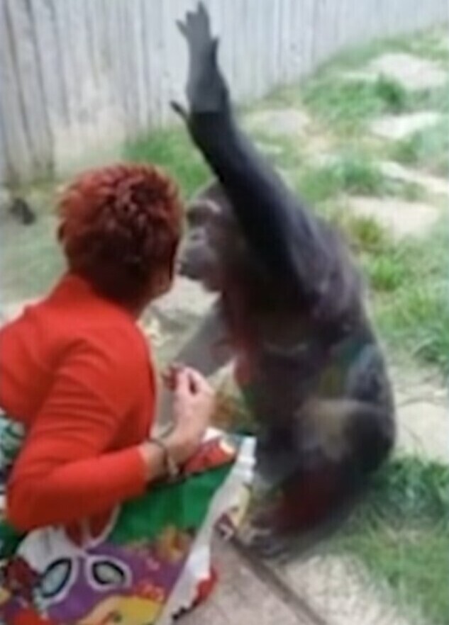 Женщине запретили посещать шимпанзе в зоопарке из-за "слишком крепкой дружбы"