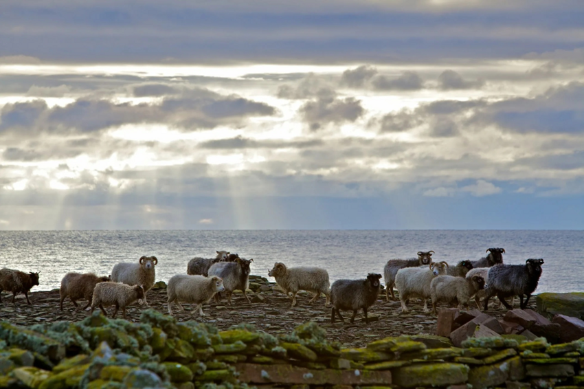 Овцы с острова Норт-Роналдсей: Для этих барашков любая трава ядовита. Они способны есть только водоросли