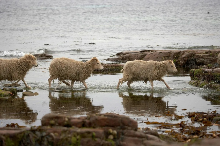 Овцы с острова Норт-Роналдсей: Для этих барашков любая трава ядовита. Они способны есть только водоросли