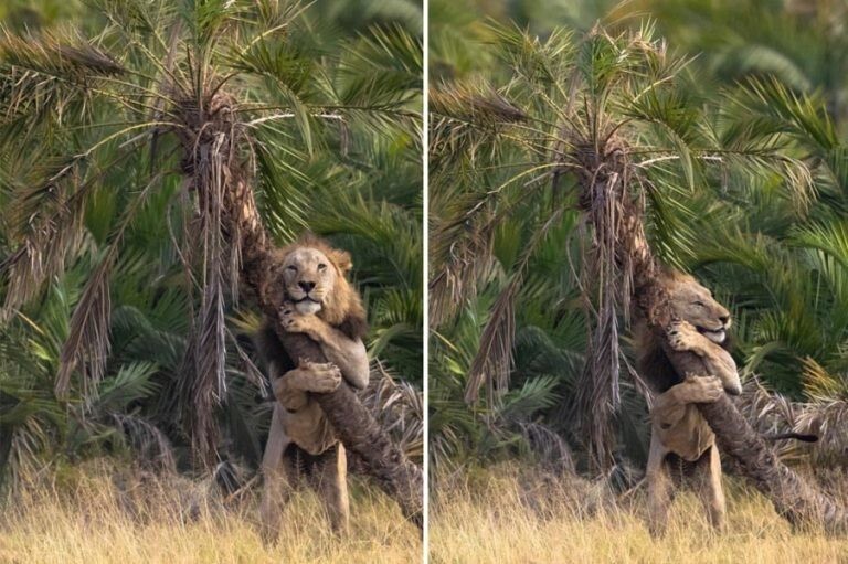 Фотограф запечатлел необычный момент, когда лев обнимал дерево в Кении