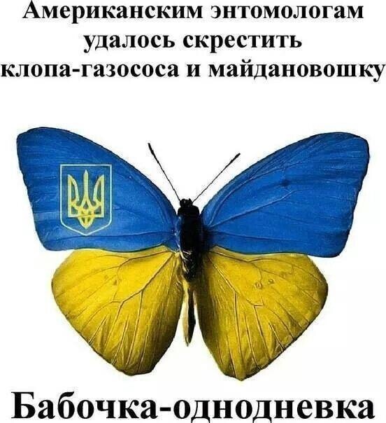 О политике и не только