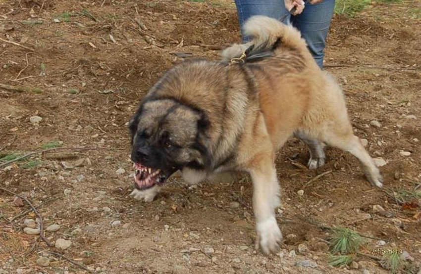 Кавказская овчарка: Прекрасный пёс, которого я себе никогда не возьму и не посоветую другим