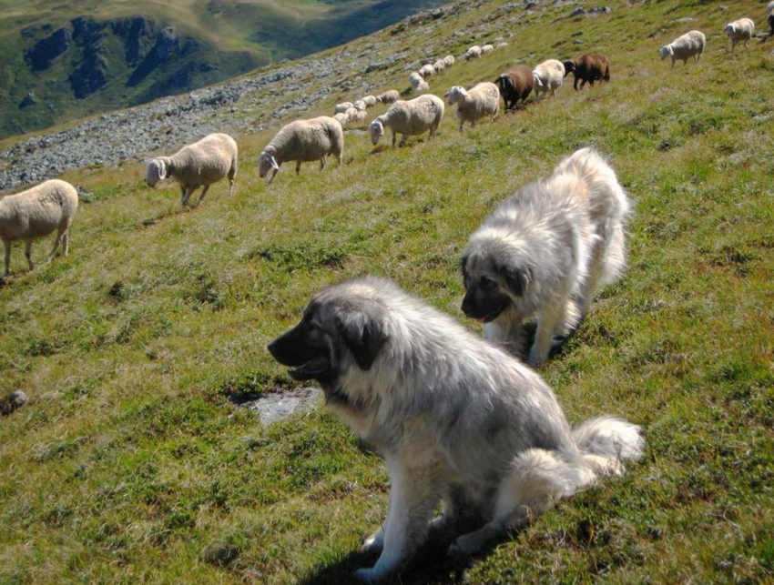 Кавказская овчарка: Прекрасный пёс, которого я себе никогда не возьму и не посоветую другим