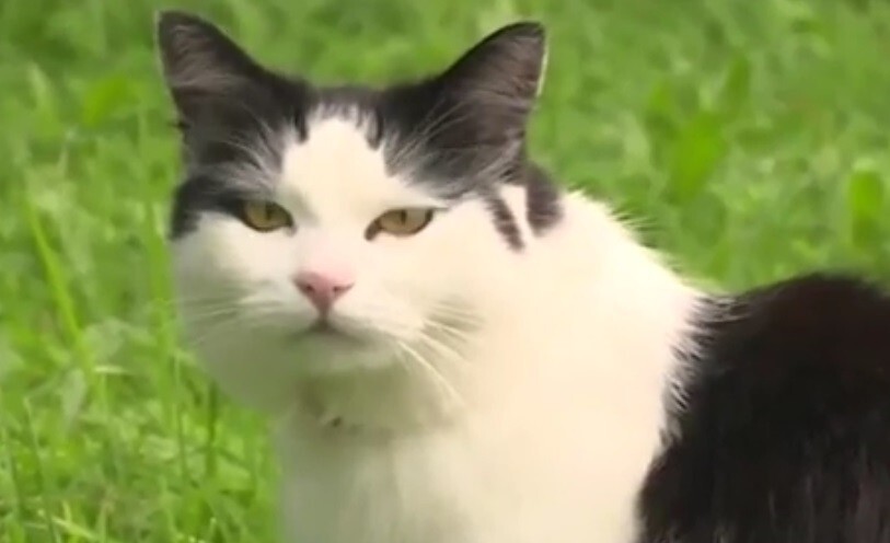 Питерский кот, якобы изводивший соседских собак, освобождён от ответственности