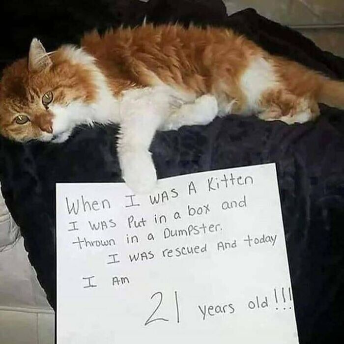 2. "Когда я был котенком, меня положили в коробку и выбросили на помойку. Меня спасли, и сегодня мне 21 год!"