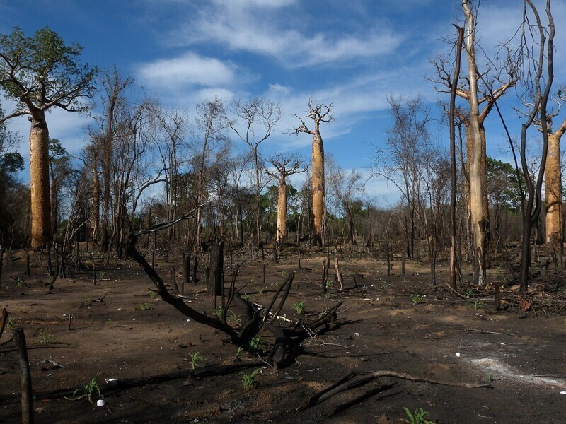 Экологические проблемы острова Мадагаскар