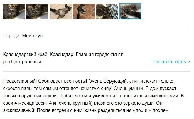 В Краснодарском крае выставили на продажу православного кота