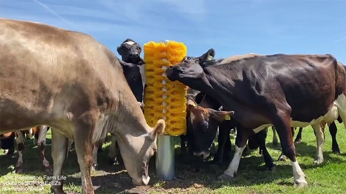 Щетка для коров – важная штука для их здоровья