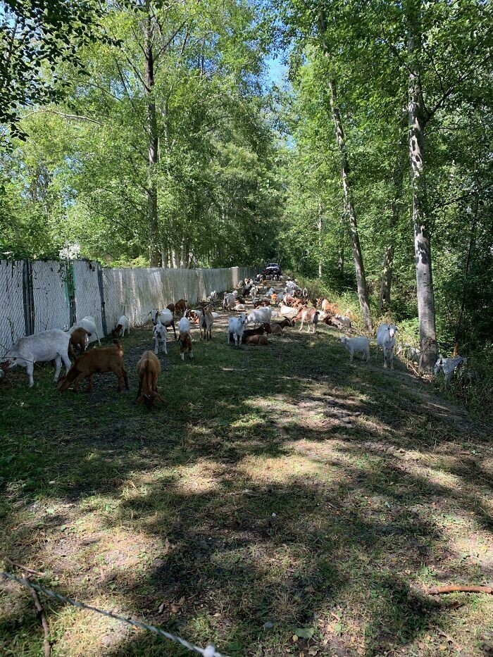 4. "Мой жилой комплекс арендовал 200 коз, чтобы они съели траву, которой заросли тропа и русло реки за зданиями"