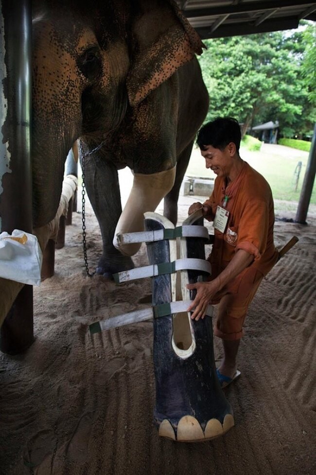 Слону, потерявшему часть ноги, надевают новый протез