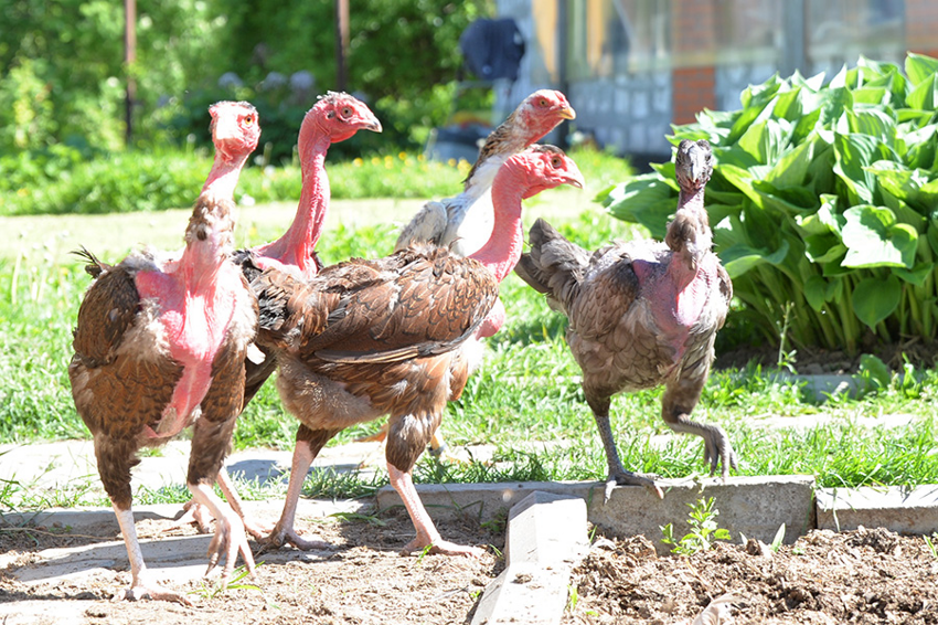 Мадагаскарские лысые курицы: Их перья превратились в доспехи, а когти — в копья. Боевые петухи для сражений на арене