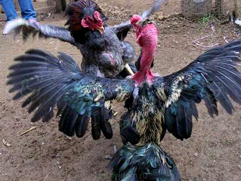 Мадагаскарские лысые курицы: Их перья превратились в доспехи, а когти — в копья. Боевые петухи для сражений на арене
