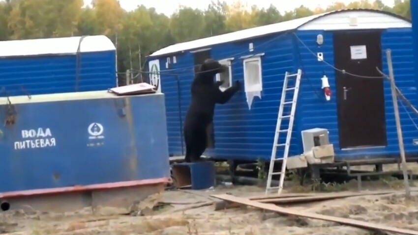 Медведь заявился в дом жителей Красноярского края, как в свою берлогу