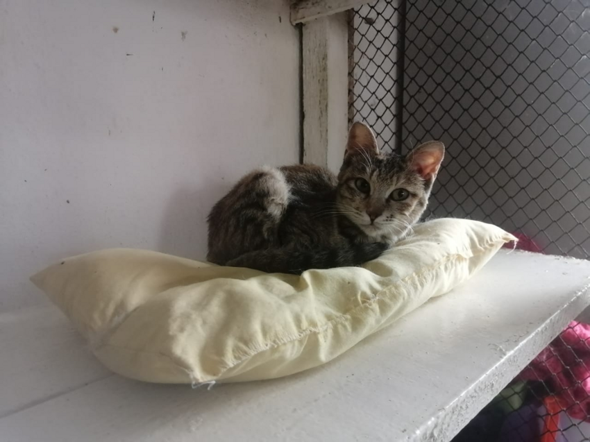 Большое сердце: пенсионерка шьёт подушки для кошек из приюта