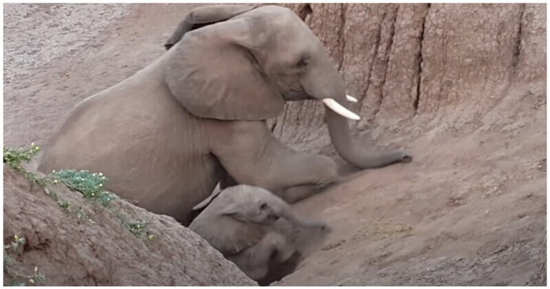 Слониха помогла слоненку преодолеть препятствие