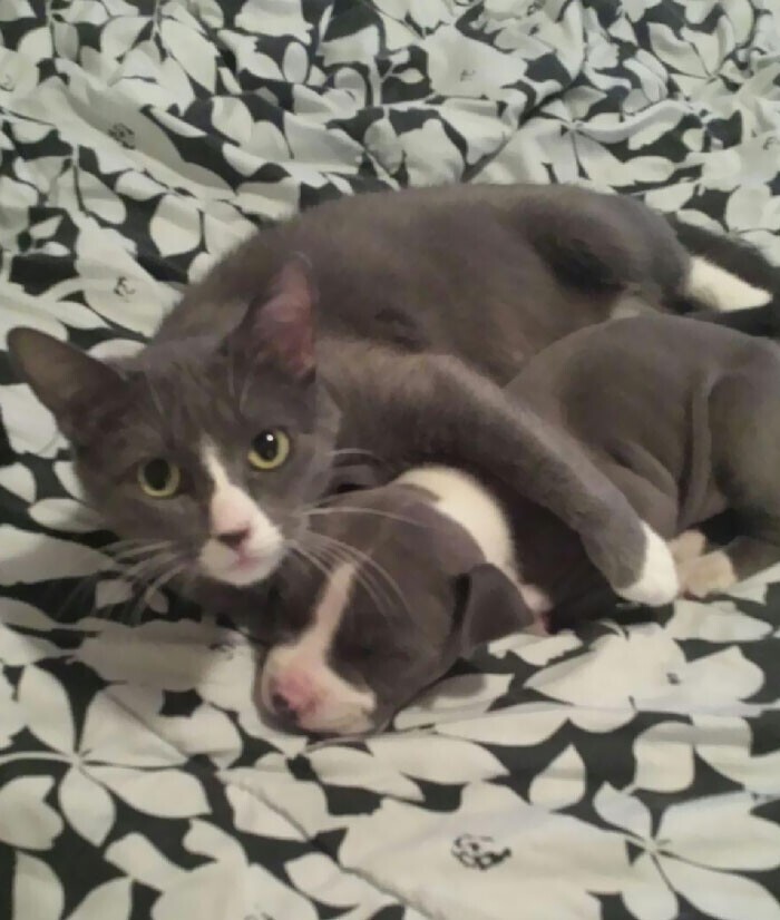 "Наша кошка и ее новый ребенок"