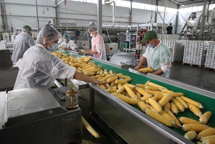 Краснодарская компания открыла новую линию по производству сахарной кукурузы