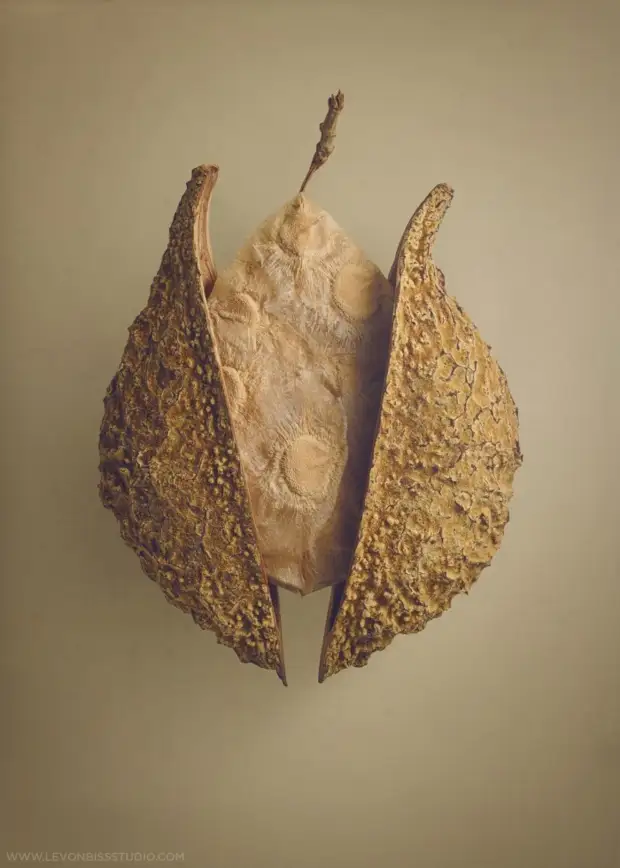 Фотограф показал самые необычные семена и плоды в мире