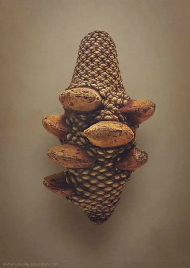 Фотограф показал самые необычные семена и плоды в мире