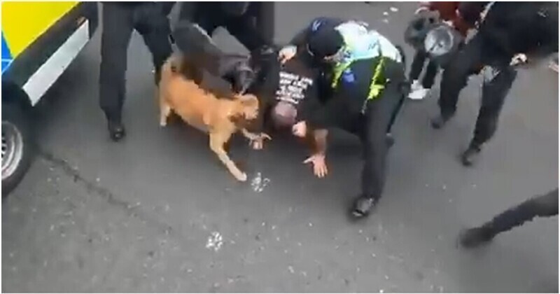 Британский полицейский спустил собаку на протестующего