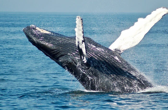 "В 6 классе мы ездили на экскурсию по наблюдению за китами. С того самого дня я мечтал вырасти и защищать китов от охотников.. Сегодня я работаю в военном ведомстве по охране морской среды. Получается, мечты сбываются"
