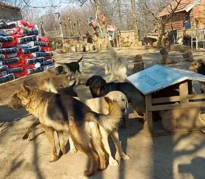 Мужчина из Сербии спасает сотни бродячих собак с улицы