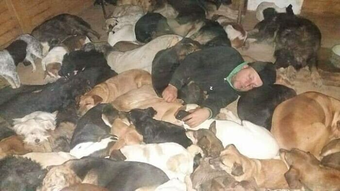 Мужчина из Сербии спасает сотни бродячих собак с улицы