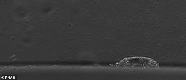 Ученым удалось заснять под микроскопом, как бегают тихоходки