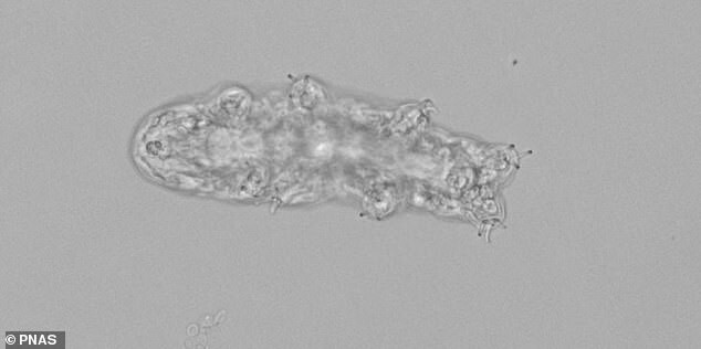 Ученым удалось заснять под микроскопом, как бегают тихоходки