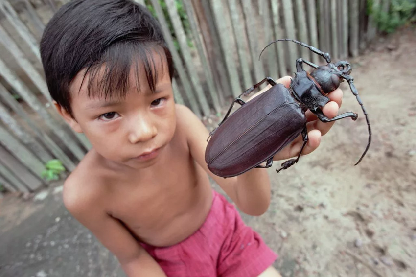  Дровосек-титан: таинственный жук размером с человеческую ладонь