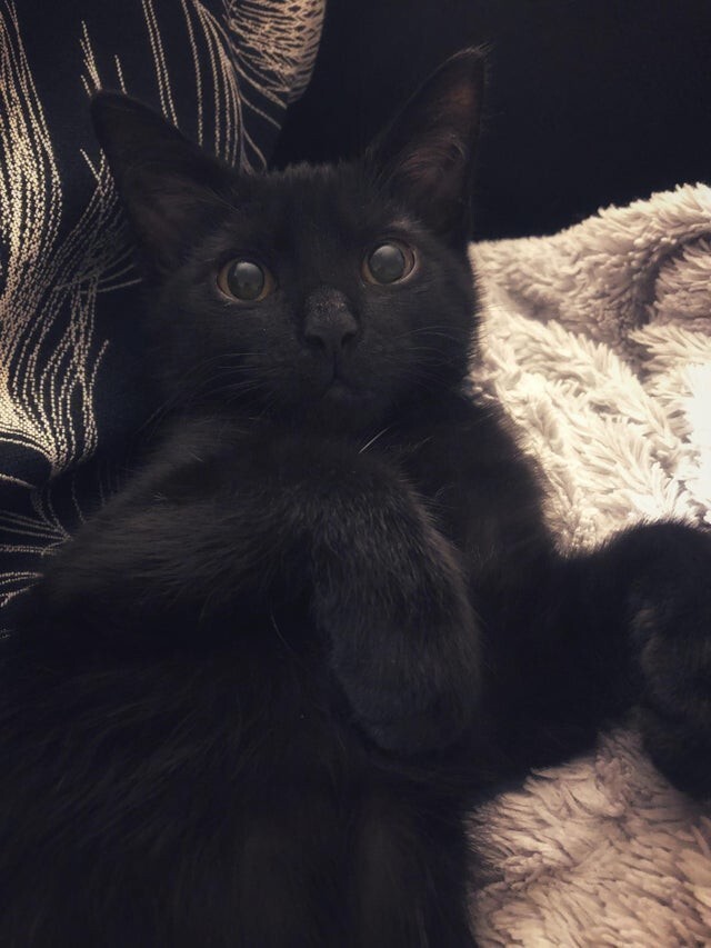 17 кадров, которые доказывают, что чёрные котики приносят радость и умиление