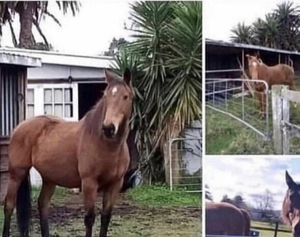 "Две прекрасные лошади после смерти хозяина ищут дом. Бесплатно"