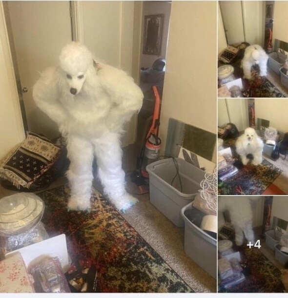 "Костюм белого медведя к Хэллоуину. Продаю без лап и головы. $75 (5400 рублей)