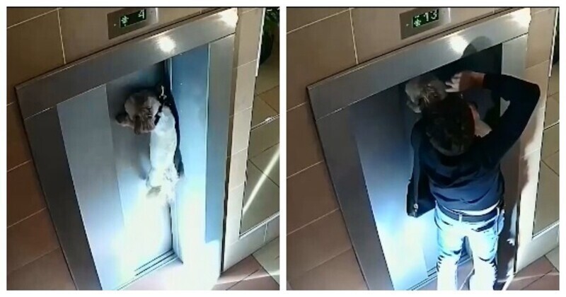 В Москве парень спас пса, повисшего на зажатом в лифте поводке