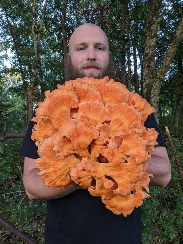 Огромный оранжевый гриб
