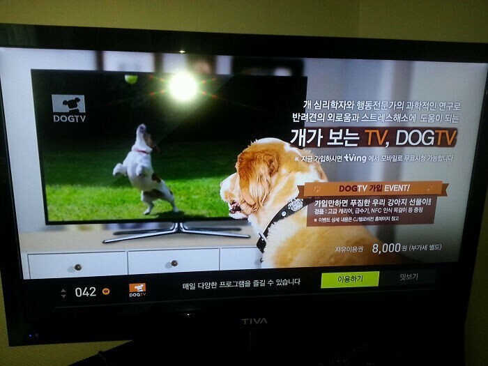 В Южной Корее есть специальный телеканал для собак с соответствующими программами