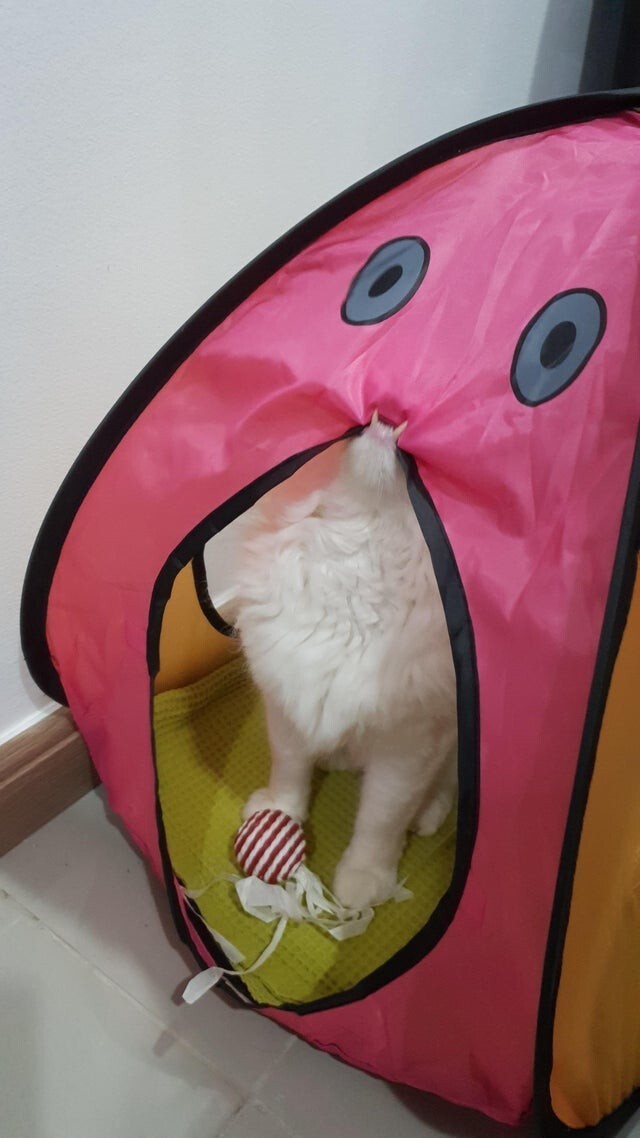 Нашему коту очень понравилась палатка