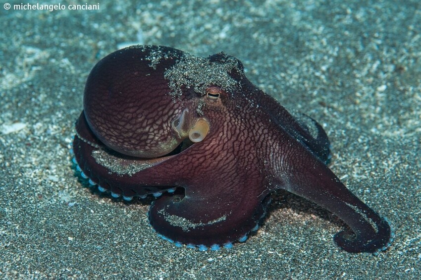 Кокосовый осьминог: Научился жить внутри пальмовых орехов. Безупречная защита и внезапное нападение