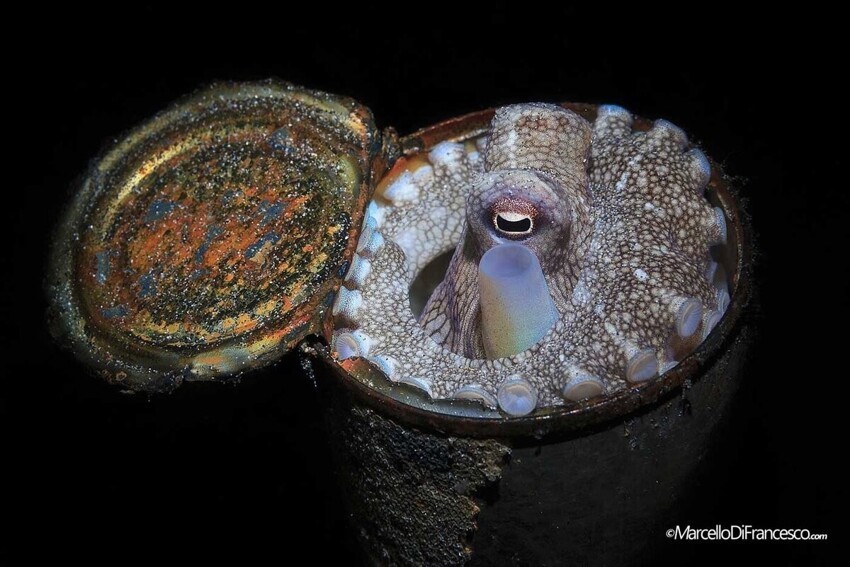 Кокосовый осьминог: Научился жить внутри пальмовых орехов. Безупречная защита и внезапное нападение
