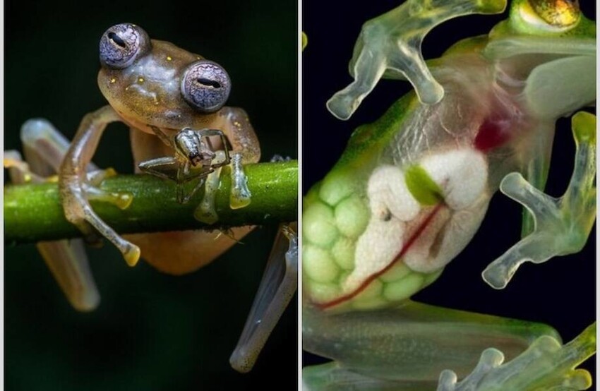 Удивительные фото и факты о стеклянных лягушках, у которых все внутри видно