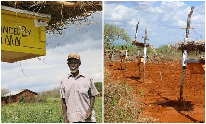 Зачем фермеры из Африки ставят ульи вокруг угодий