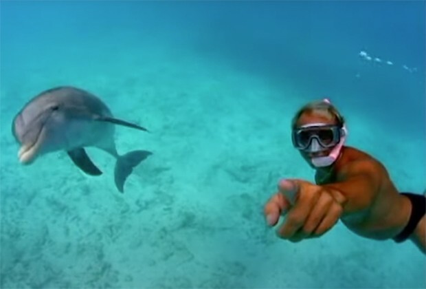 Невероятные приключения Джоджо.Дельфин-одиночка наводил страх на туристов