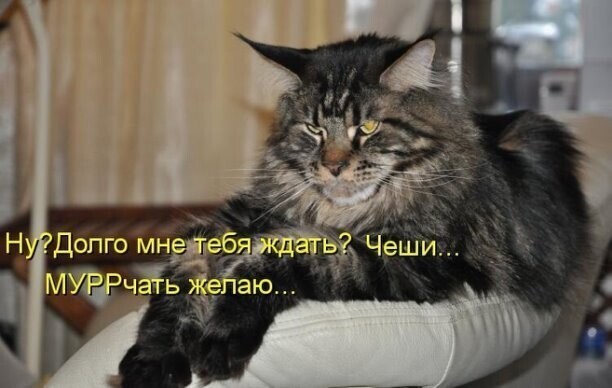 Зоопозитивчик