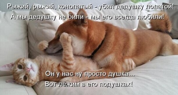 Зоопозитивчик