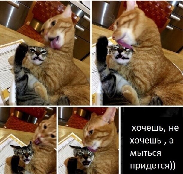 Зоопозитивчик