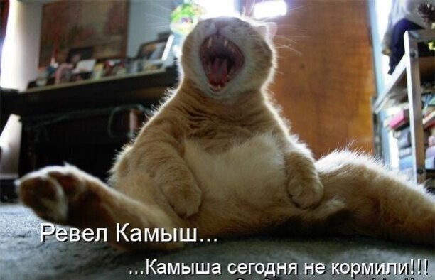 Зоопозитивчик