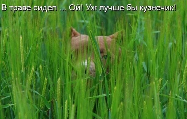 Зоопозитивчик