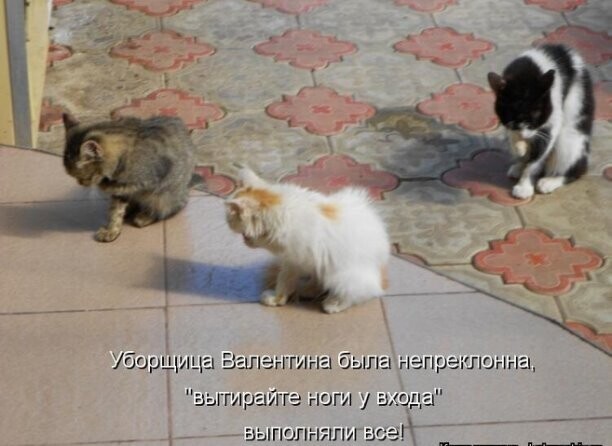 Зоопозитивчик