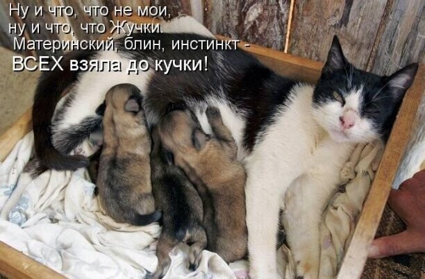 Зоопозитивчик